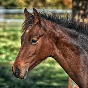 Paseos a caballo 